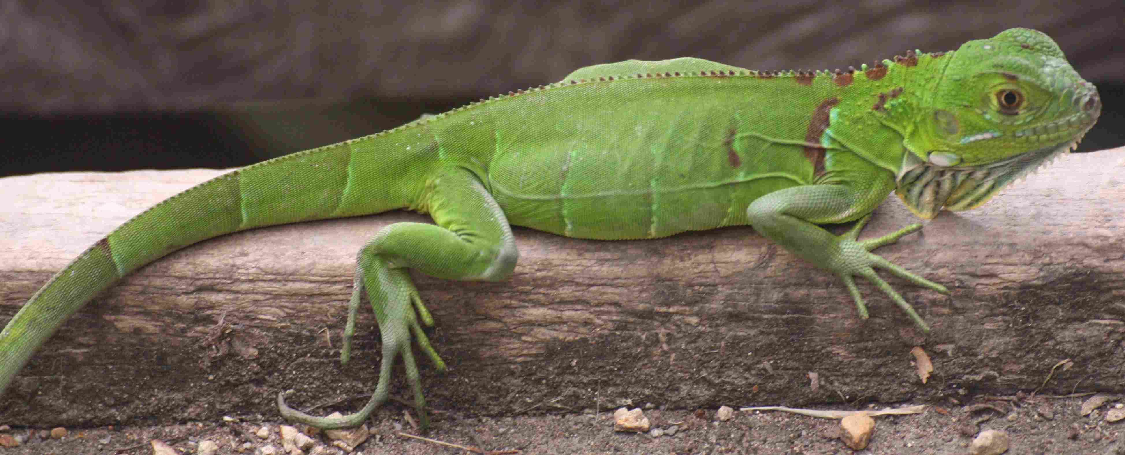 Lagarto verde
